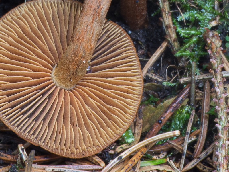 Cortinarius sommerfeltii